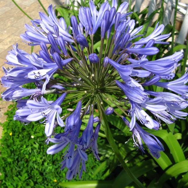 Agapanthus africanus - fleur bleue (mauro halpern / flickr.com)