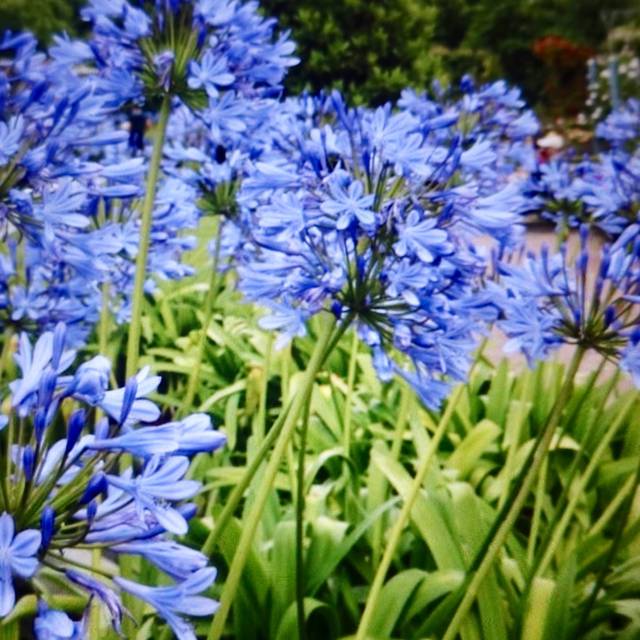Agapanthus africanus - fleurs bleues (Gerry Popplestone / flickr.com)