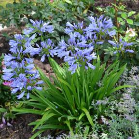 Agapanthe, des fleurs bleues à foison