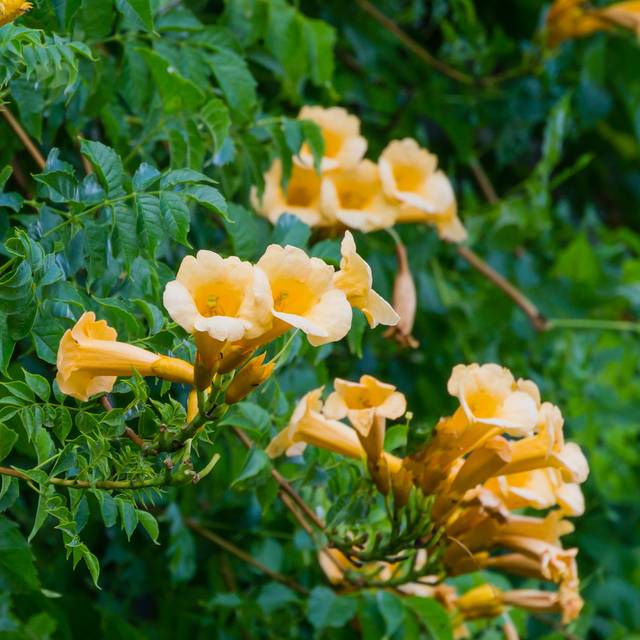 Campsis radicans 'Yellow trumpet' (bignone) (MarinoDenisenko  / Adobe Stock)