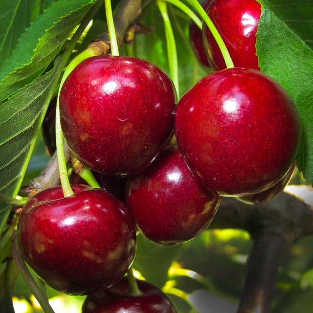 Cerise bigarreau (Wolfgang Eckert / Pixabay)