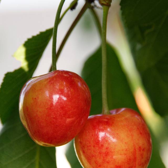 Cerises 'Coeur de Pigeon' (Hervé BRY / flickr.com)