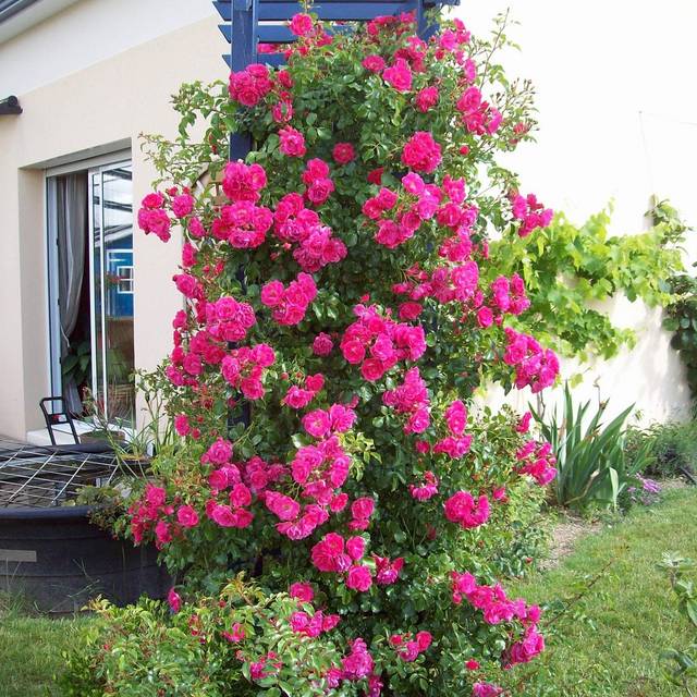 Décorosier grimpant Emera® (VERDIA)