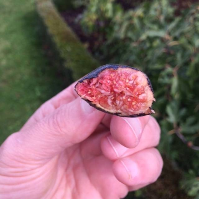 Figuier Figality - fruit (VERDIA)