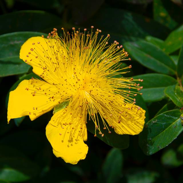 Millepertuis - Hypericum calycinum - fleurs (Ava Babili / flickr.com)