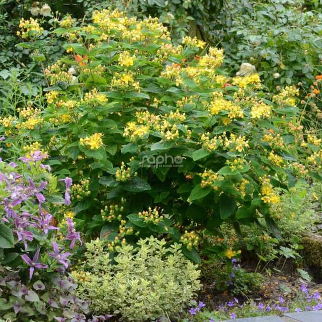 Millepertuis MAGICAL® Beauty (Hypericum x inodorum) - l'arbuste (Sapho)