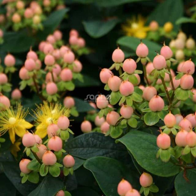 Millepertuis MAGICAL® Beauty (Hypericum x inodorum) - baies (Sapho)