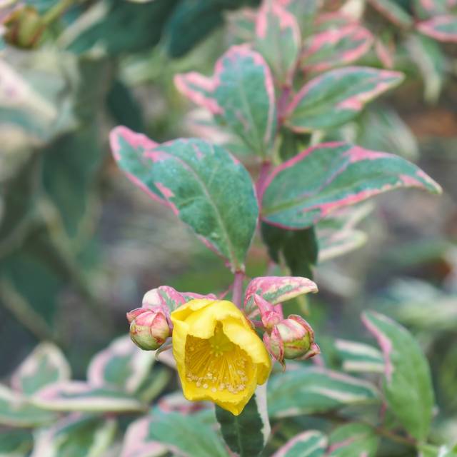 Hypericum moserianum 'Tricolor' - Mileperthuis (nickkurzenko / Adobe Stock)