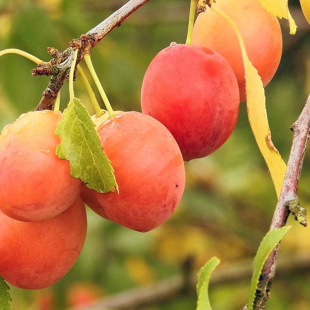 Prunes 'Thames Cross' (Hans Benn / Pixabay)