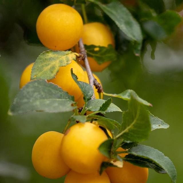 Prunes 'Golden Japan' (Rudi Stauber / Pixabay)