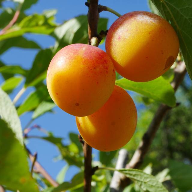 Prunes Mirabelle de Nancy (Helge Klaus Rieder / Wikimedia)