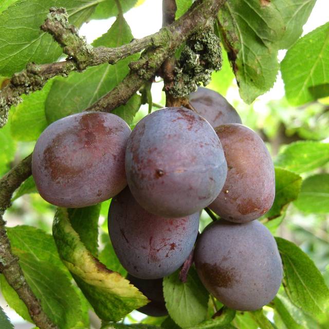 Prunes 'Quetsche d’Alsace' (ModWilson / Wikimedia)