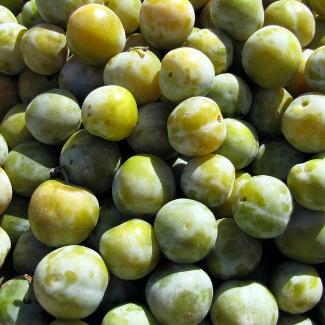 Prunes 'Reine-Claude Dorée' (Jackin / Adobe Stock)