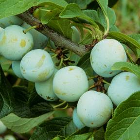 Soins d'été des arbres fruitiers : éclaircissage, ensachage