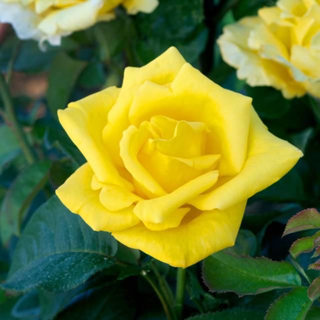 Rosier grimpant Dune® - fleur (DELBARD)