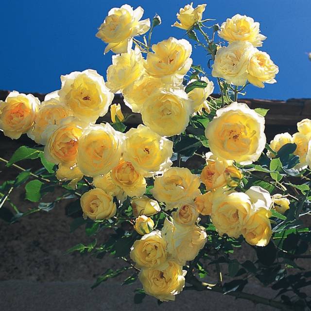 Rosier grimpant Dune® (DELBARD)
