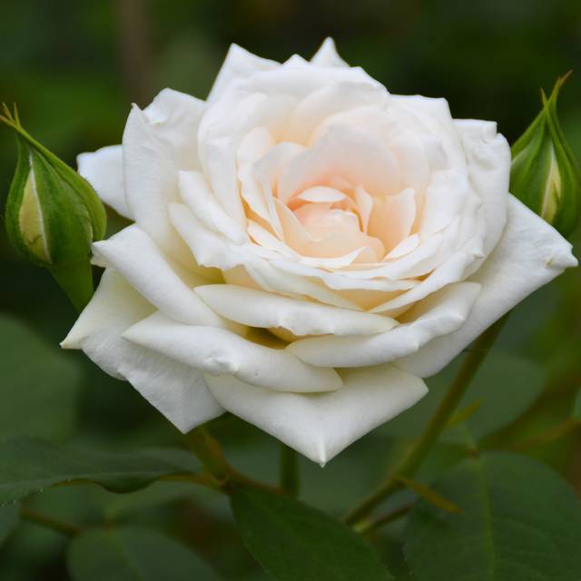 Rosier grimpant Blanche Colombe® - fleur (DELBARD)