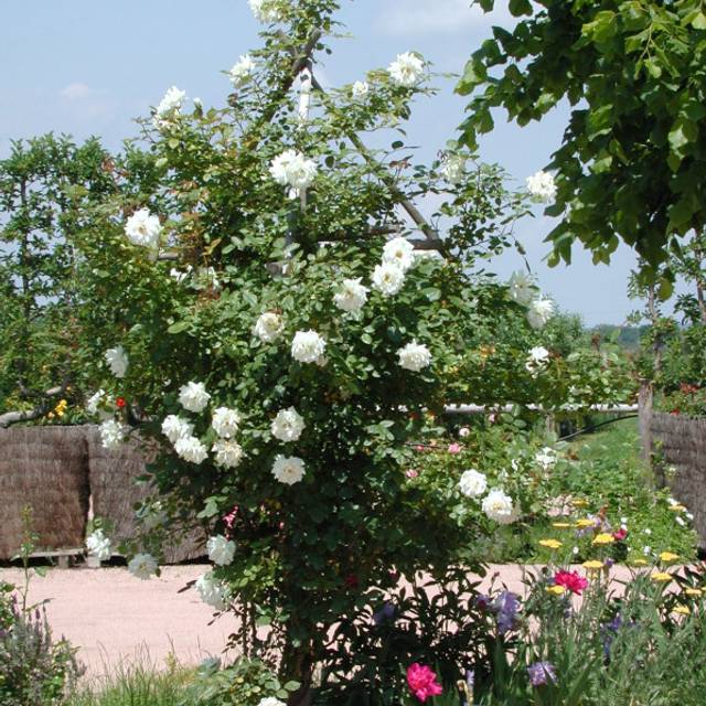 Rosier grimpant Blanche Colombe® (DELBARD)