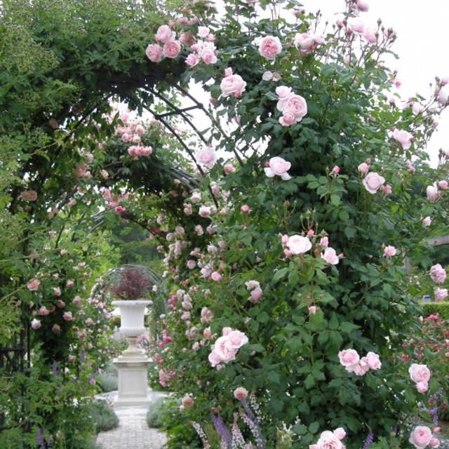 Rosier grimpant Nahema® (DELBARD)