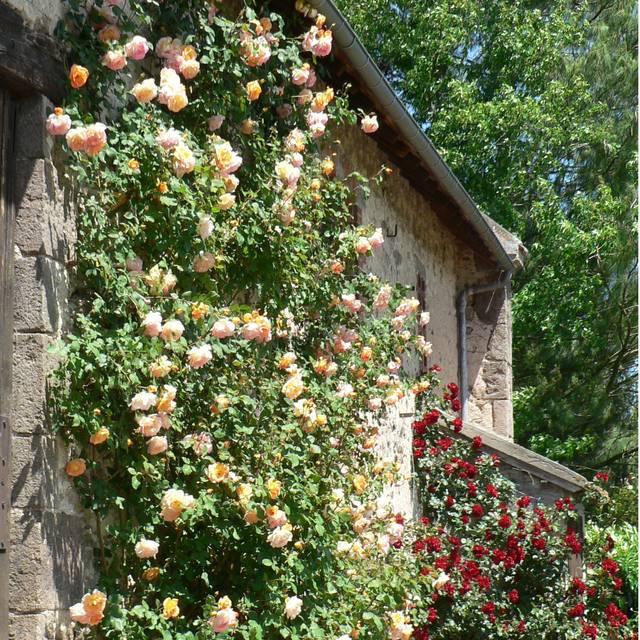 Rosier grimpant Parure d´Or® (DELBARD)