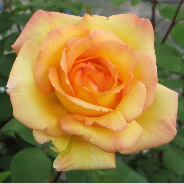 Rosier grimpant Parure d´Or® - Fleur (DELBARD)