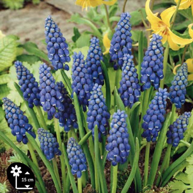 Muscaris (muscari armeniacum) (D.R. / Elan)