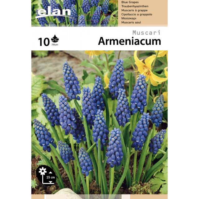 Muscaris (muscari armeniacum) - filet (D.R. / Elan)