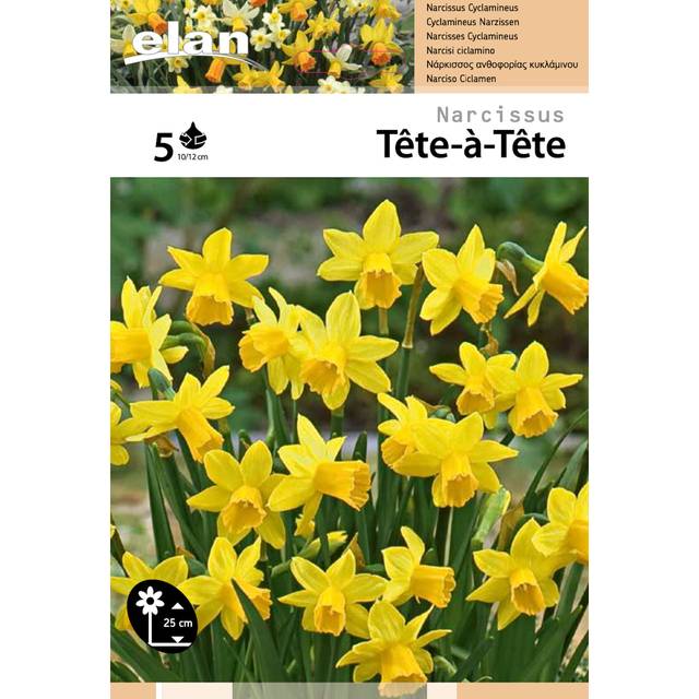 Narcisse 'Tête à tête' (filet) (D.R. / Elan)