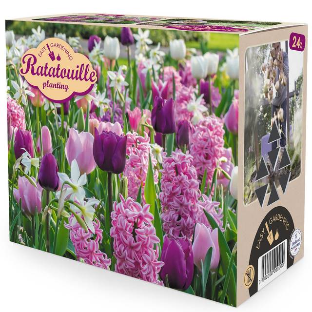 Assortiment de bulbes - pourpre et rose - lot de 24 bulbes