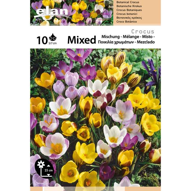 Crocus en mélange (filet) (D.R. / Elan)