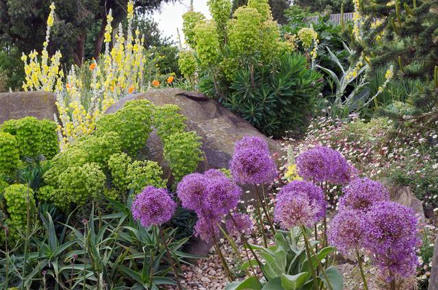 Planter les bulbes de tulipes, aulx d'ornement, narcisses et jacinthes ! -  Le Jardin des Cinq Sens - Yvoire