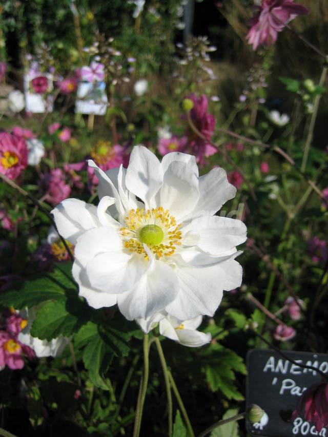 Anémone du Japon