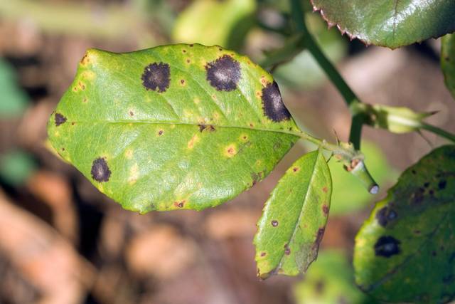 Comment traiter les taches noires du rosier ? - Terre Vivante