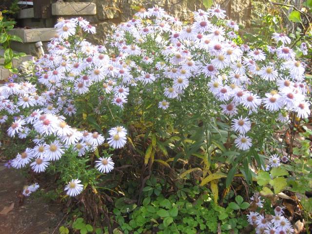 Aster dumosus hybride (Symphyotrichum dumosum)