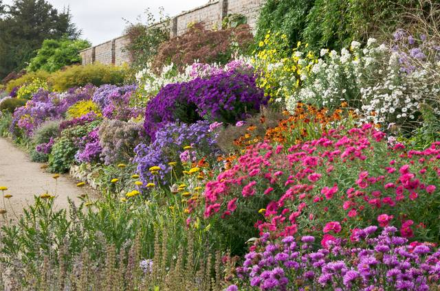 Massifs d'asters en octobre (Waterperry Gardens - Angleterre)