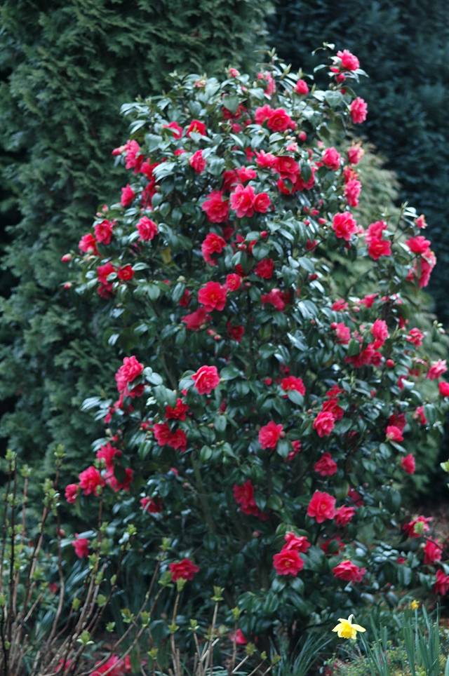 Camélia en fleurs