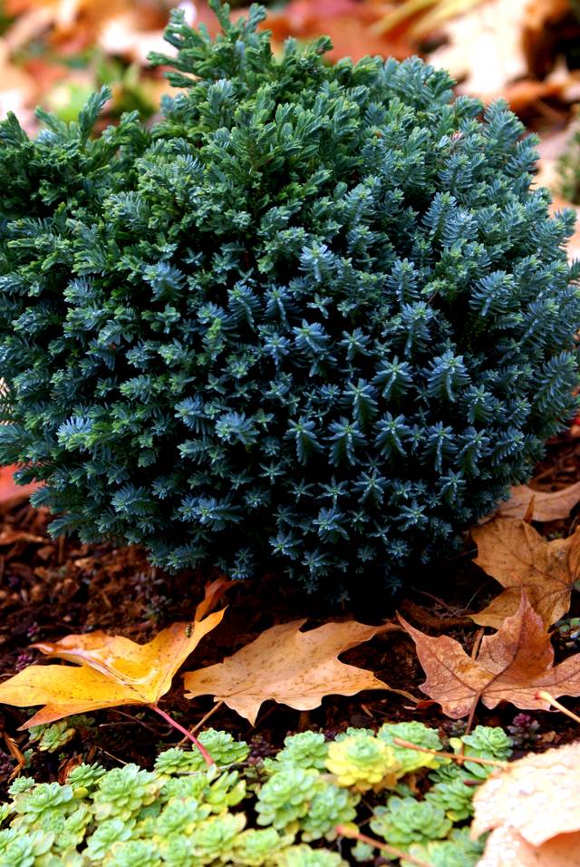 Chamaecyparis lawsoniana 'Rimpelaar' - conifère nain