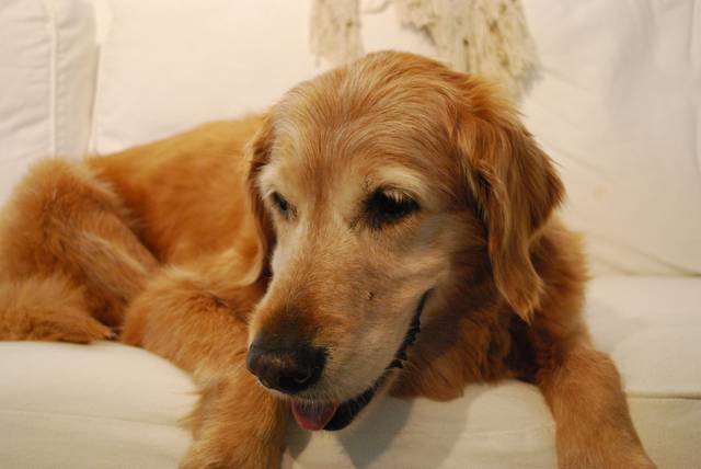 Golden retriever