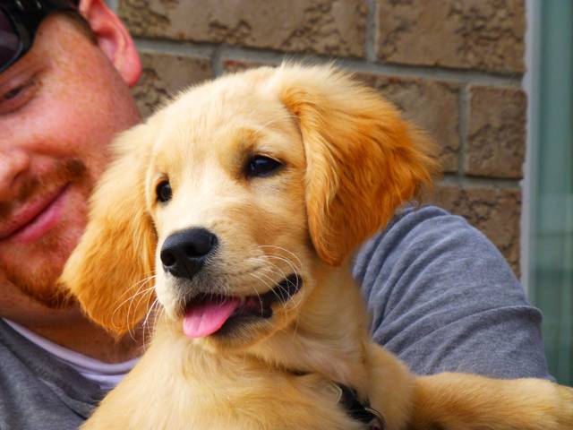 Jeune Golden retriever