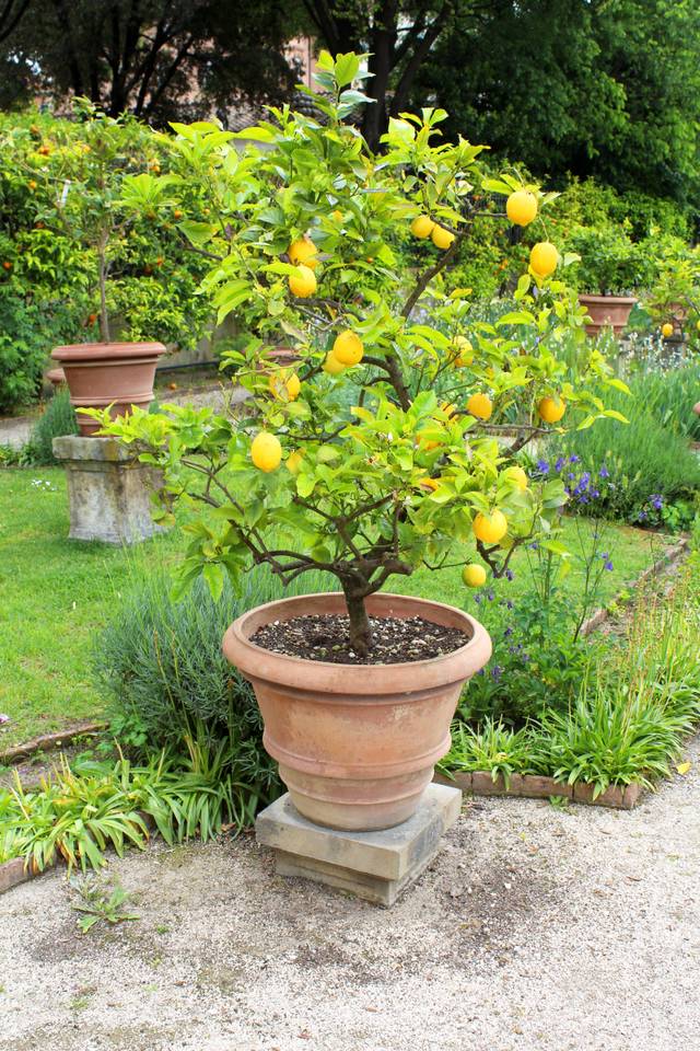 Citronnier en pot sur une terrasse