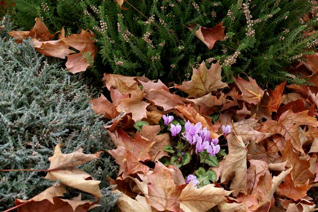 Planter les bulbes de tulipes, aulx d'ornement, narcisses et jacinthes ! -  Le Jardin des Cinq Sens - Yvoire