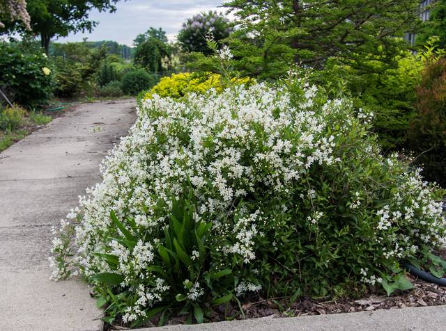 Deutzia gracilis 'Nikko'