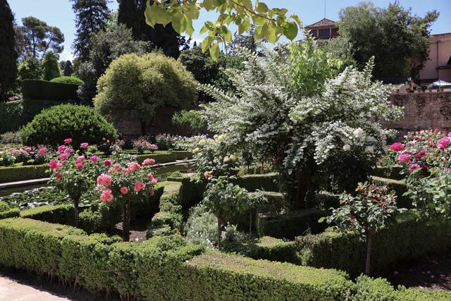 Deutzia associé à des rosiers, jardin à la française
