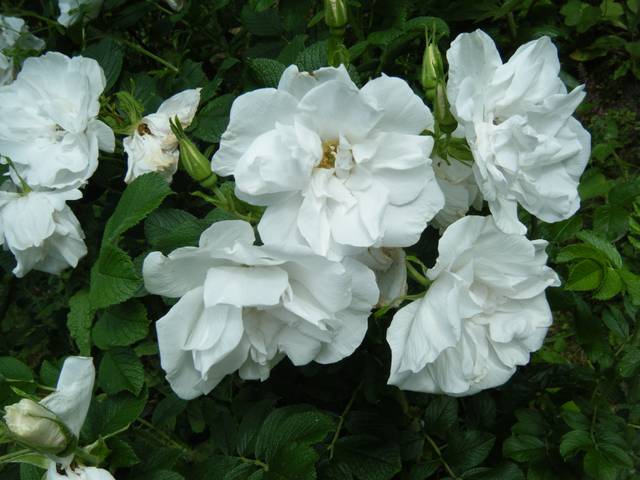 Rosier 'Blanc Double de Coubert'