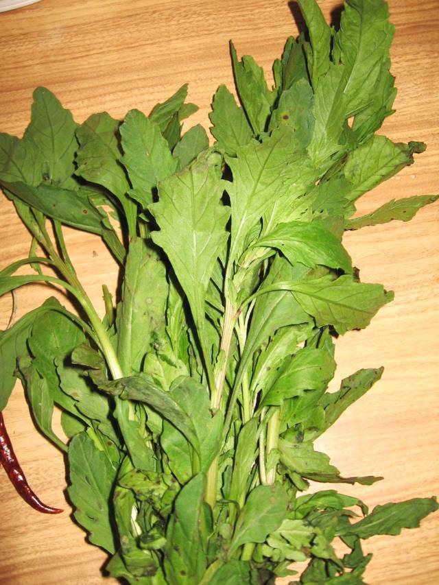 Récolte de feuilles d'épazote