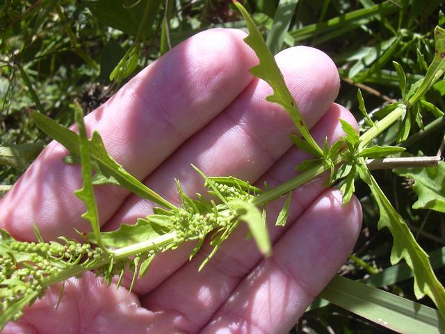 Inflorescences d'épazote