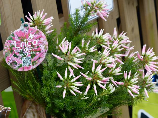 Bruyère de porcelaine (Erica ventricosa)