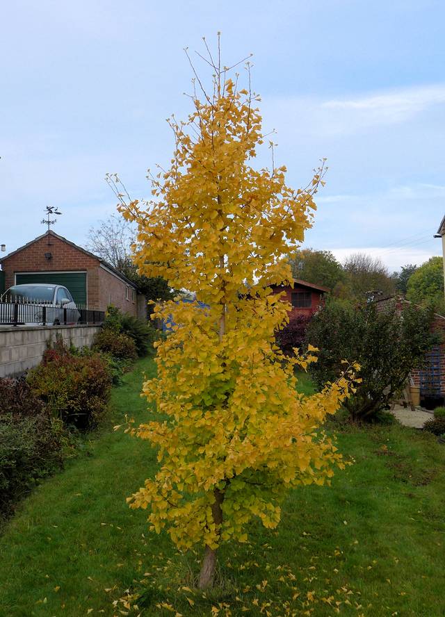 Ginkgo biloba