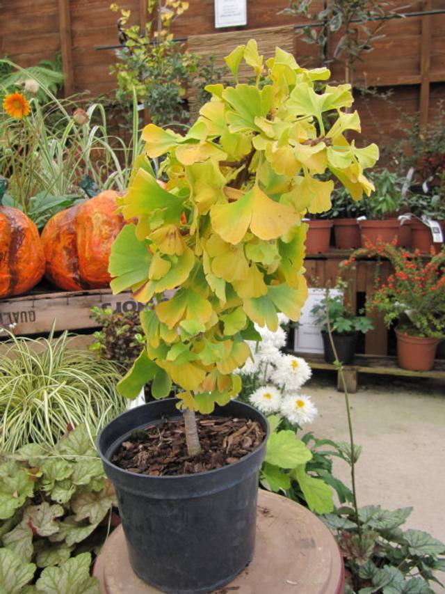 Ginkgo biloba 'Mariken'