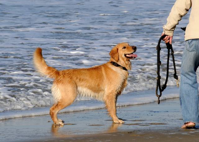 Golden retriever